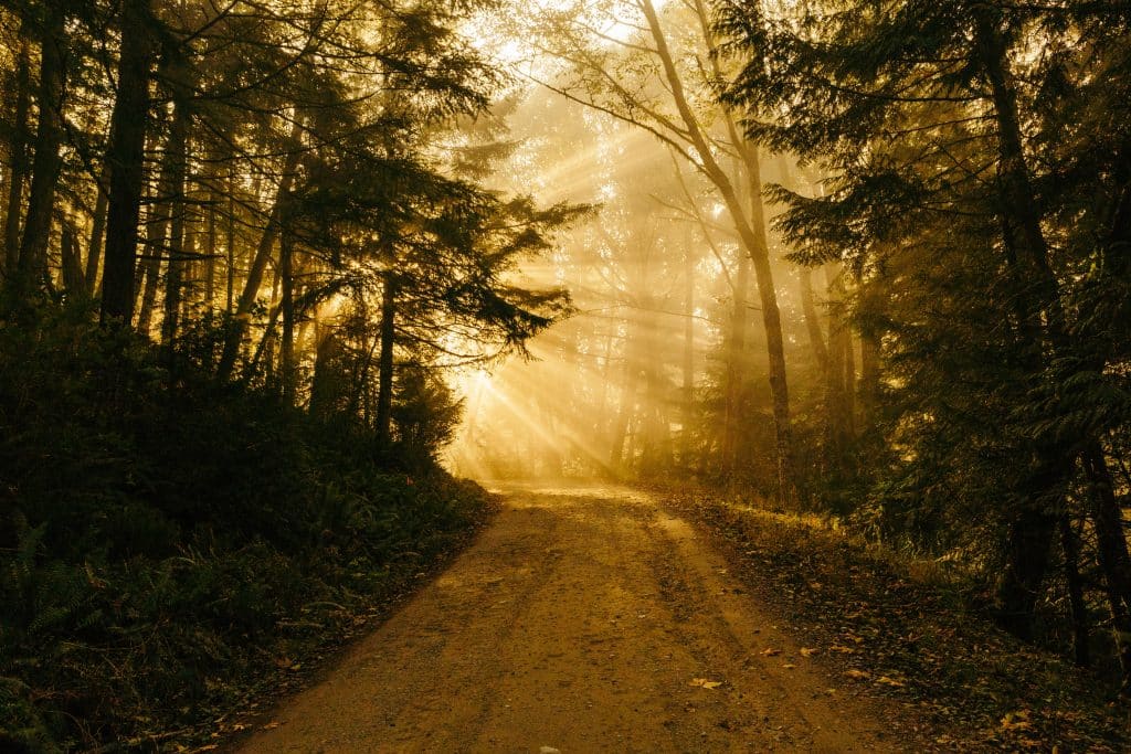 Sunlight, woods, dirt road